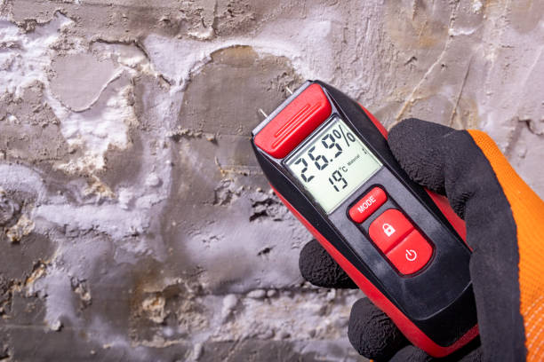 Best White Mold Remediation in Salem, IN
