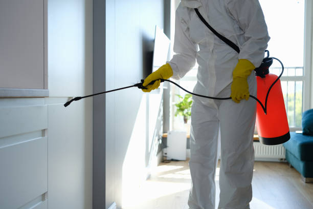 Best Basement Mold Remediation in Salem, IN